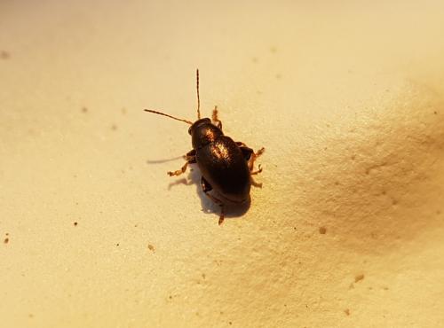 Réf. 218 679 : Chaetocnema sp.